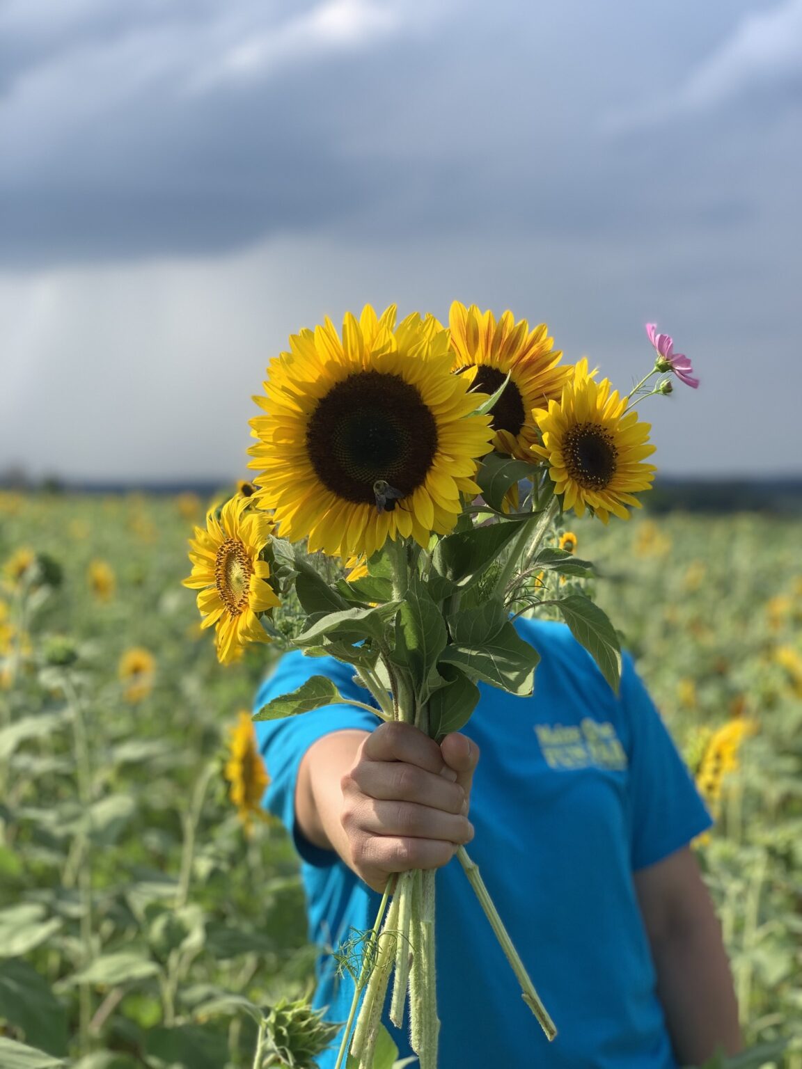 5th Annual Sunflower Fest at Maple Lawn Farms Maple Lawn Farms