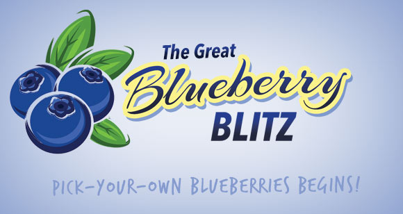 Blueberry Blitz at Maple Lawn Farms
