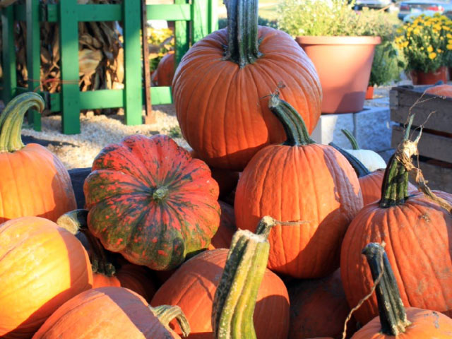 market-fall-pumpkins-1
