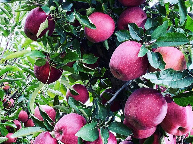 https://maplelawnfarms.com/wp-content/uploads/apples-in-the-orchard.jpg
