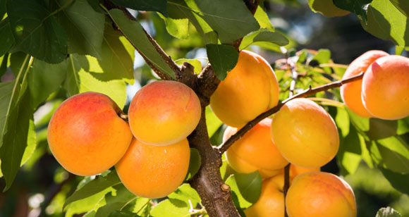 Apricots - York County, PA