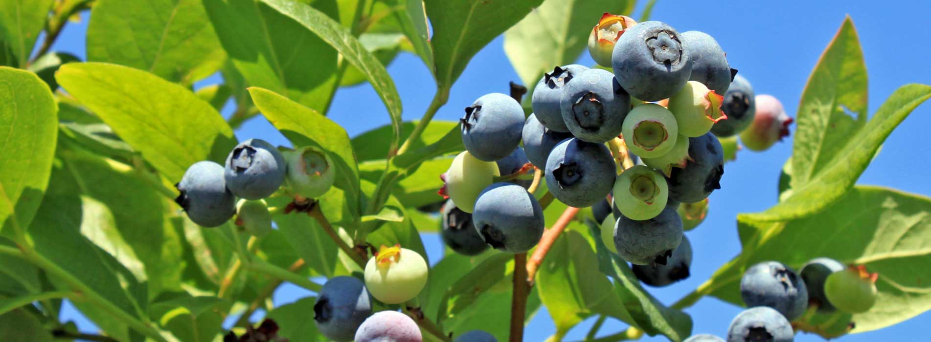 U-Pick Blueberries at Maple Lawn Farms