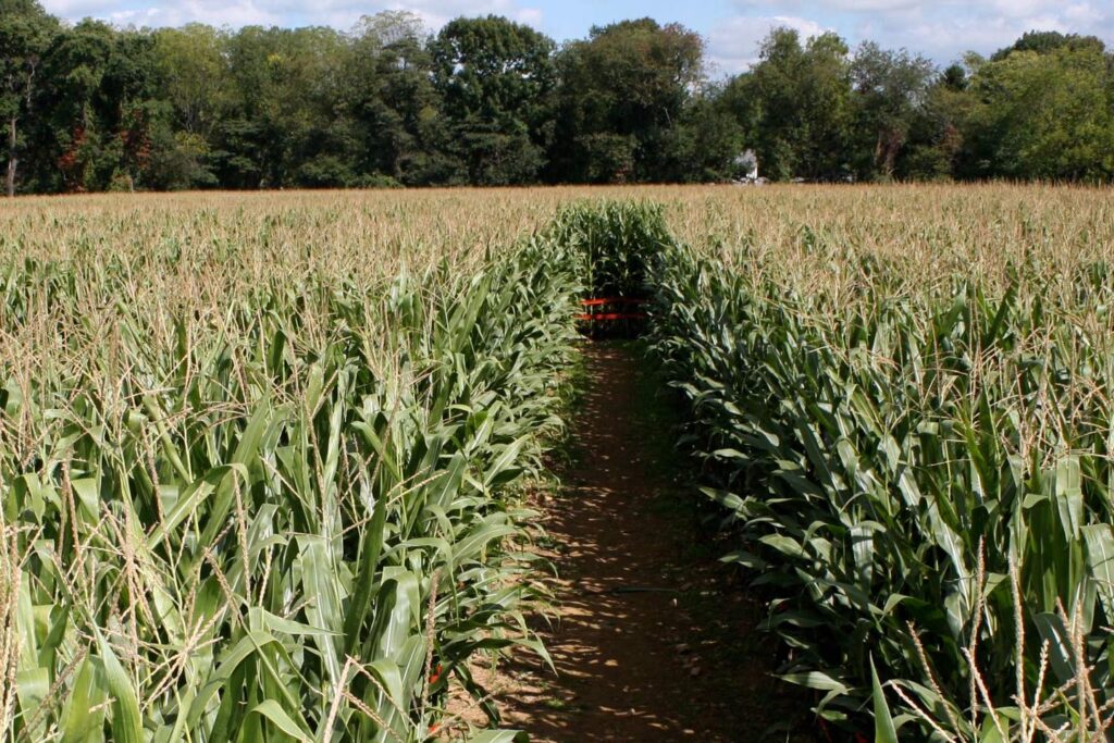 Maize Quest Cornfield Maze - York County, PA