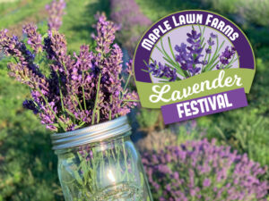 Lavender Festival at Maple Lawn Farms