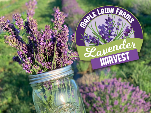 Lavender Harvest at Maple Lawn Farms