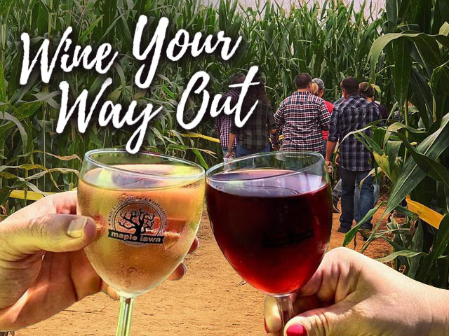 Wine Your Way Out event (wine tasting in the corn maze) at Maple Lawn Farms (York County, PA)