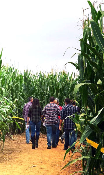 Group exploring the giant corn maze at Maize Quest Fun Park - Maple Lawn Farms (York County, PA)
