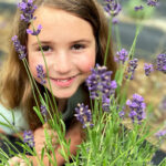 Lavender Harvest at Maple Lawn Farms