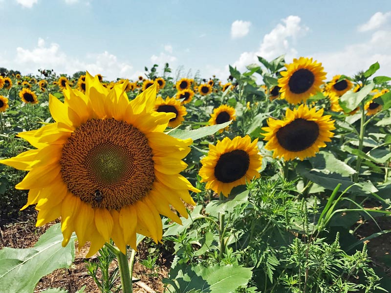 Photo Ops at the PA Sunflower Festival (Maple Lawn Farms, PA)