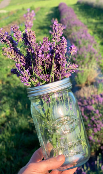 Pick your own lavender at the Lavender Festival - Maple Lawn Farms (York County, PA)