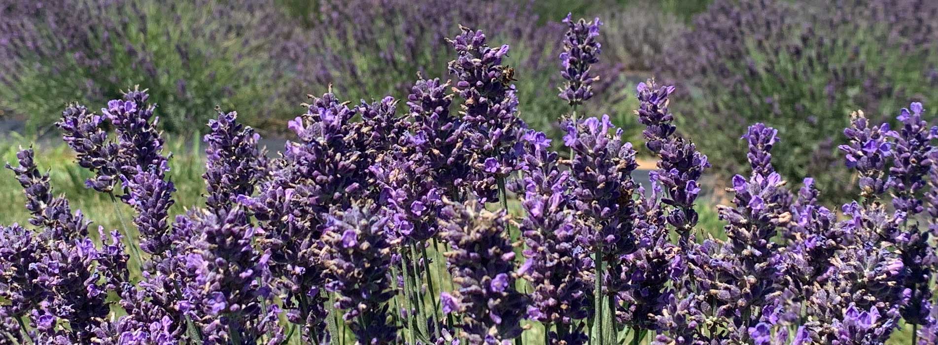 Lavender Festival at Maple Lawn Farms