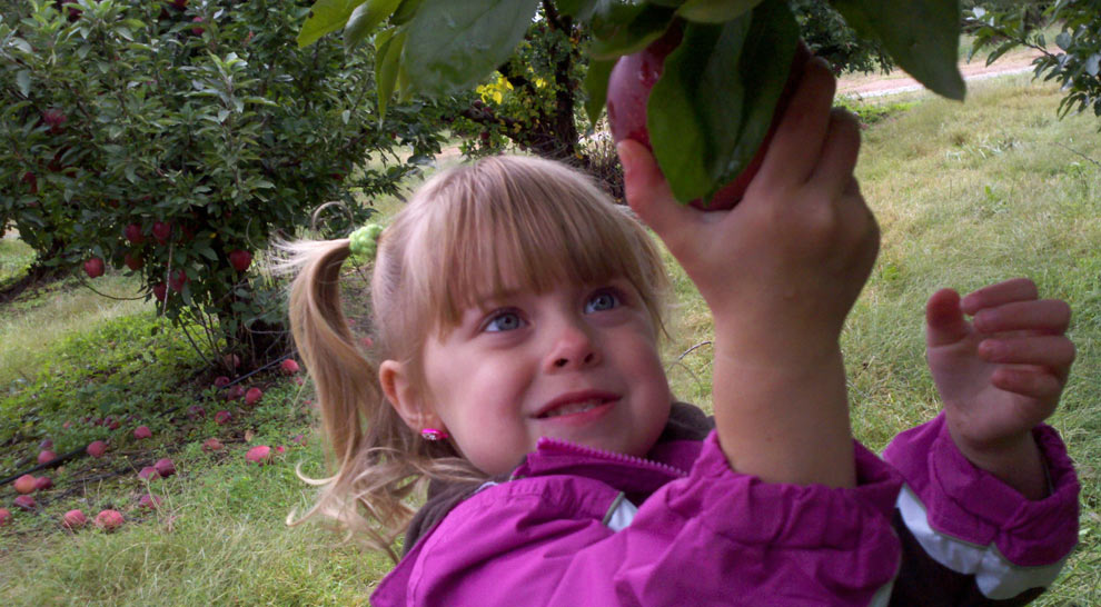Apples At Maple Lawn Farms, Maple Lawn Farms