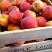 Peaches from the Orchard