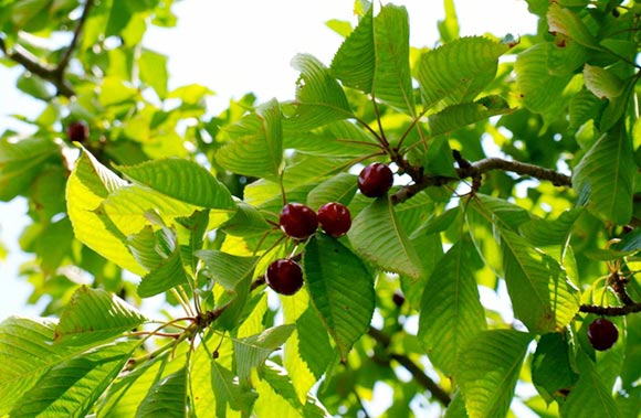 U-Pick Cherries - York County, Pennsylvania